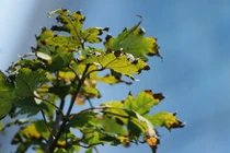 Hàng cây phong lá đỏ vẫn xanh giữa mùa thu Hà Nội 