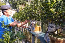 Chưa Tết đã “nóng” cây cảnh độc, lạ: “Săn” đỗ quyên, hồng đá cổ thụ