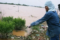 Nước sông Hồng lên cao, hàng nghìn gốc đào Nhật Tân bị nhấn chìm