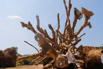 Lộ nguồn gốc cây cổ thụ thứ 3 đang bị "tạm giam"