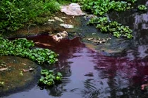 Cảnh hãi hùng dòng sông bị nhuộm đỏ như máu ở Hà Nội