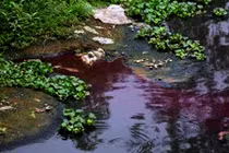 Cảnh hãi hùng dòng sông bị nhuộm đỏ như máu ở Hà Nội