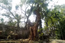 Hà Nội bán cây sưa 100 tỷ đồng: Dân buôn gỗ không dám mua