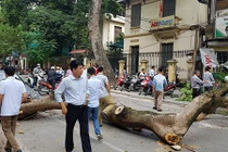 Hà Nội: Cây xanh bất chợt gãy đổ, đè nát đầu ô tô