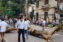 Hà Nội: Cây xanh bất chợt gãy đổ, đè nát đầu ô tô