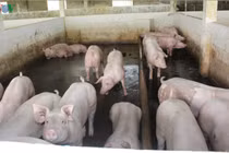 Dịch tả lợn châu Phi ở Cần Thơ diễn biến khó kiểm soát