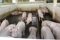 Dịch tả lợn châu Phi ở Cần Thơ diễn biến khó kiểm soát