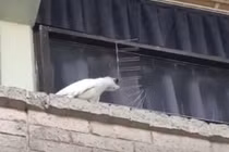 Chú vẹt có “IQ vô cực” và hành động làm ai cũng choáng váng