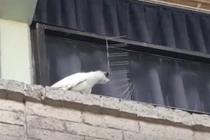 Chú vẹt có “IQ vô cực” và hành động làm ai cũng choáng váng