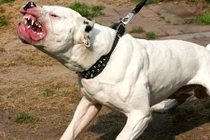 Chó Pit bull điên cuồng cắn nữ chủ nhà và hàng xóm nhập viện