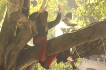 Phản cảm cảnh “Tây” leo cây đón năm mới ở Hà Nội