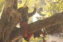 Phản cảm cảnh “Tây” leo cây đón năm mới ở Hà Nội