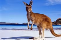 Giai thoại về nguồn gốc cái tên “kangaroo”