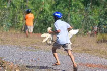 Vụ hôi vịt ở Quảng Bình: Tài xế xe tải phải đền 200 triệu cho chủ hàng!