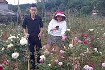 Từ trồng cho vui để ngắm, giờ có vườn hồng đáng giá vài tỷ đồng