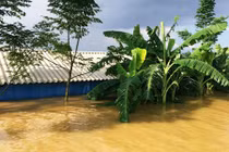 Kinh hoàng nước đê sông Bùi 2 nhấn chìm trang trại người dân