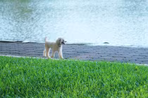 Bất chấp lệnh phạt, chó không rọ mõm “tung tăng” trên phố Hà Nội