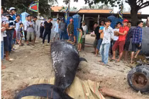 Cá voi “khủng” hơn 2 tấn, dài 6m dạt vào bờ biển Khánh Hòa