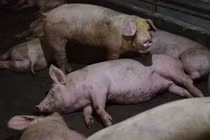 Máy bay mất tín hiệu khi đi qua trại lợn ở Trung Quốc, vì sao?