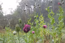 4 thanh niên “chung sức” trồng một nương thuốc phiện để bán