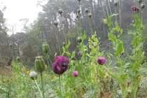 4 thanh niên “chung sức” trồng một nương thuốc phiện để bán