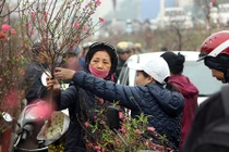 Ảnh: Chợ Quảng An tràn ngập hoa đào ngày cận Tết Nguyên đán 2019