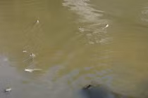 Phát hiện thi thể Trưởng Ban tổ chức Năm Căn dưới cống nước