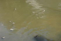 Phát hiện thi thể Trưởng Ban tổ chức Năm Căn dưới cống nước