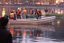 Giăng lưới, mắc điện bảo vệ thiên nga khỏi “đạo chích” ở hồ Thiền Quang