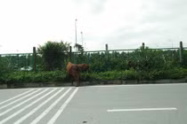 Đàn bò “tấn công” đại lộ Thăng Long khiến người đi đường kinh hãi