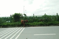 Đàn bò “tấn công” đại lộ Thăng Long khiến người đi đường kinh hãi