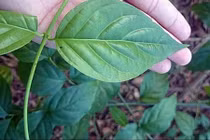 Bố uống rượu đánh mẹ, con trai ăn lá ngón tự tử