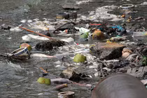 Khủng khiếp cá chết trắng hồ Tây: Do thời tiết bất thường?