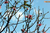 Ảnh: Hoa đào nở sớm trong nắng đông tuyệt đẹp ở HN