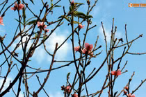 Ảnh: Hoa đào nở sớm trong nắng đông tuyệt đẹp ở HN