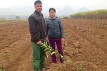 Gia chủ nghẹn ngào bị kẻ gian chặt gần 300 gốc cam ngày cận Tết