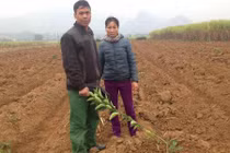 Gia chủ nghẹn ngào bị kẻ gian chặt gần 300 gốc cam ngày cận Tết