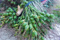 Hai thanh niên dắt nhau vào tù chỉ vì 6 buồng cau