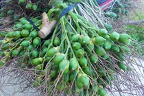 Hai thanh niên dắt nhau vào tù chỉ vì 6 buồng cau