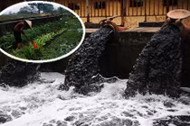 Hãi hùng người Hà Nội dùng nước ô nhiễm đen ngòm tưới rau