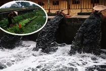 Hãi hùng người Hà Nội dùng nước ô nhiễm đen ngòm tưới rau