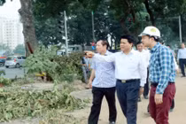 Chủ tịch Hà Nội kiểm tra đột xuất cây xanh đường Phạm Văn Đồng