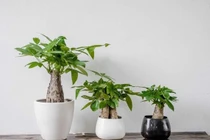 Nhắm mắt là tài lộc đến chỉ nhờ cây phong thủy tuổi Ngọ sau đây