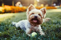 "Điểm danh" 10 giống chó nhỏ nhất thế giới