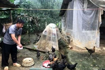 Kỳ lạ giống gà đen xì ở Yên Bái, chân 4 ngón, chân lại 5 ngón