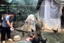 Kỳ lạ giống gà đen xì ở Yên Bái, chân 4 ngón, chân lại 5 ngón