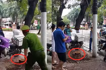 Công an tóm gọn nhóm trộm cây Sưa đại náo Hà Nội