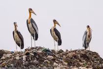 Loạt ảnh ai cũng ám ảnh về ô nhiễm môi trường (P1)