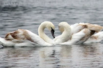 Đàn thiên nga giờ ra sao sau một đêm bị “hốt” sang hồ Thiền Quang ?