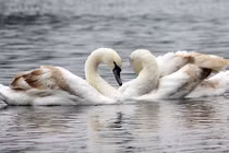 Đàn thiên nga giờ ra sao sau một đêm bị “hốt” sang hồ Thiền Quang ?